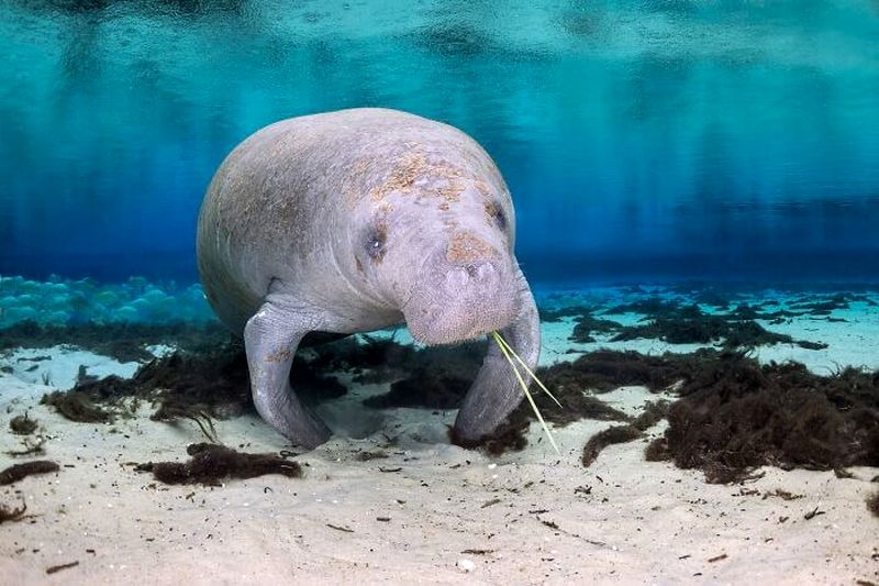 فیل دریایی در آب (Dugong)