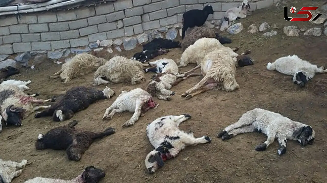 حمله خونین گرگ ها و وحشت خراسانی ها 