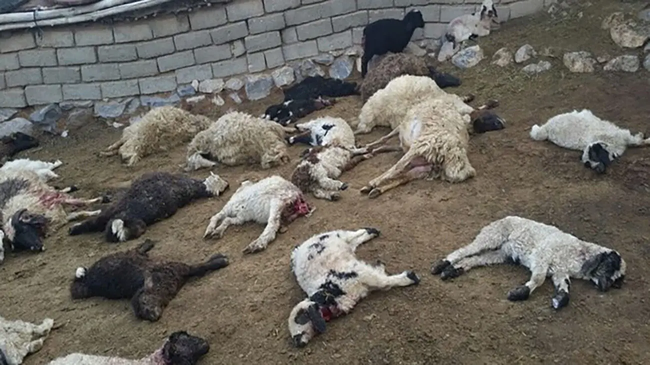 حمله خونین گرگ ها و وحشت خراسانی ها 