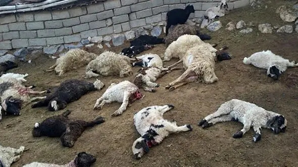 حمله خونین گرگ ها و وحشت خراسانی ها 