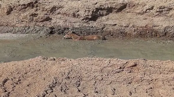 گورخر مفقود در پارک ملی کویر گرمسار پیدا شد