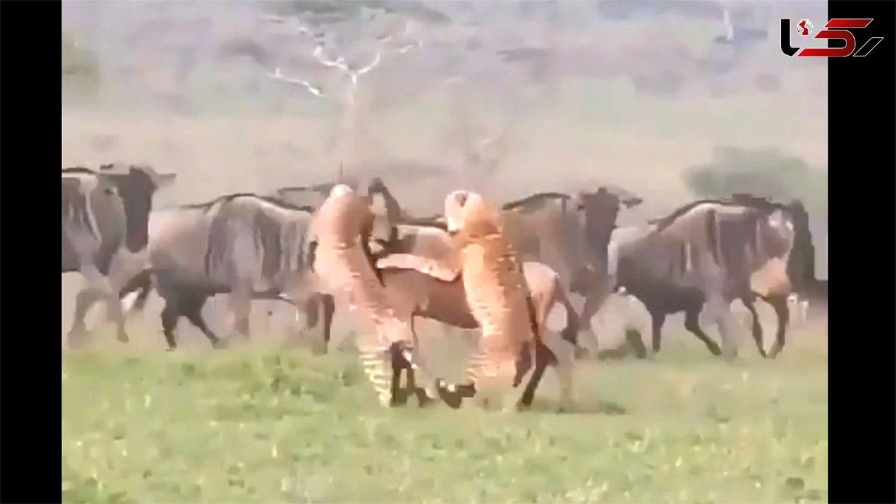 ببینید / حمله یوزپلنگ‌های وحشی به گاومیش آفریقایی جوان / شوکه می شوید