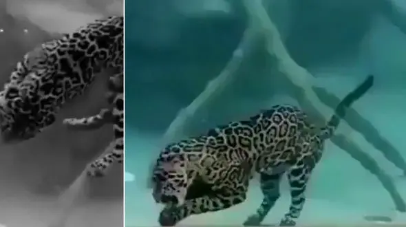 شنای باورنکدنی جگوار در زیر آب+فیلم