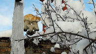 پناه بردن گربه از شدت سرما روی دودکش+عکس