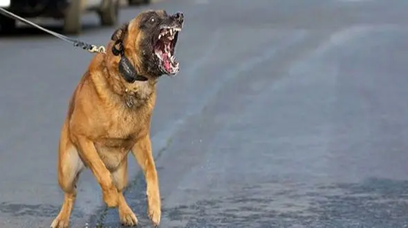 حمله مرگبار سگ های ولگرد به پسربچه قمی / سگها گلوی پسر 4 ساله را دریدند