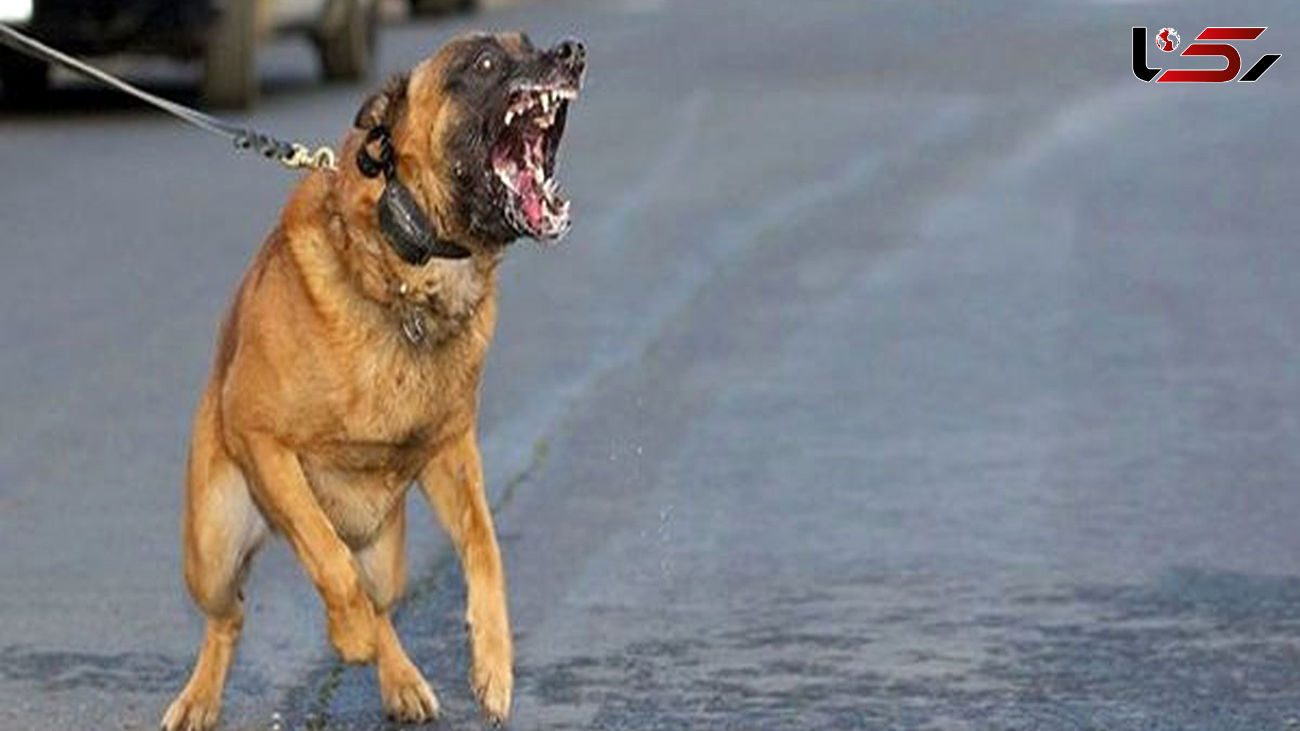 Агрессивное нападение. Сон ротвейлер. Агрессивная собака защита. К чему снится злая собака.