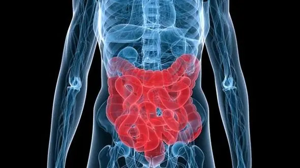 تاثیر باکتری‌های روده بر واکنش‌های احساسی