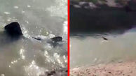 فیلم پیدا شدن یک کوسه بزرگ در رودخانه کرخه / مردم حیرت زده شدند + عکس