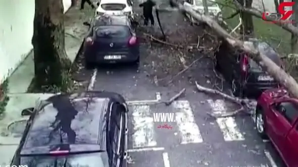 حادثه وحشتناک در استانبول/ سقوط درختان در خیابان+فیلم