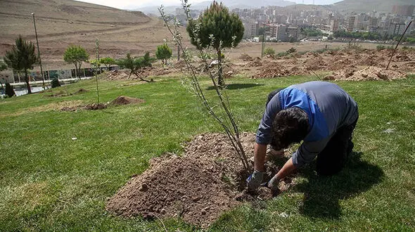 فیلم درختکاری به یاد اهداکنندگان عضو با کاشت بیش از 200 نهال در منطقه 19 تهران