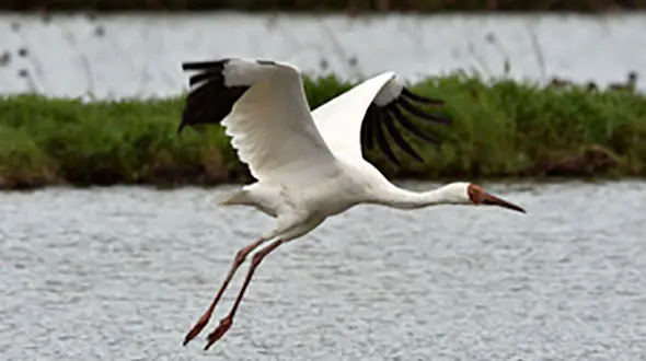 تک درنای سیبری مهمان تالاب فریدونکنار شد