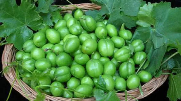 گوجه سبز نوبرانه به بازار آمد