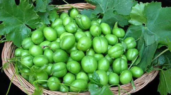 گوجه سبز نوبرانه به بازار آمد