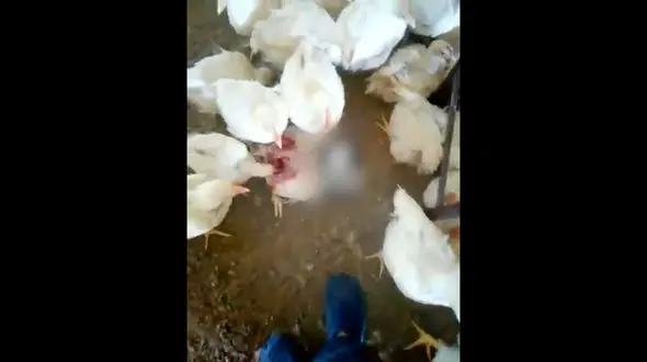 16+ / بیماری ترسناک در ارومیه/ جوجه ها گوشت هم را می خورند! + فیلم