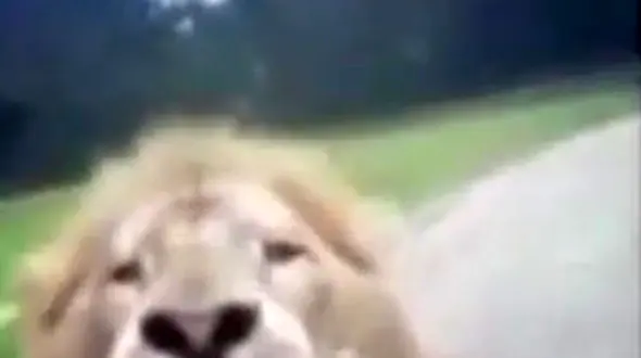 حمله عجیب شیر نر به گردشگران + فیلم