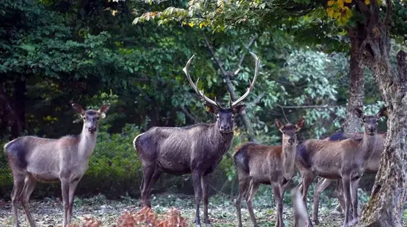 گله مرال‌ ها در طبیعت بکر گیلان؛ لحظه‌ ای که نباید از دست دهید + فیلم