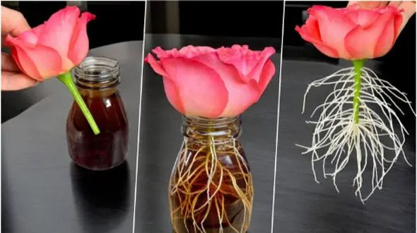 راز پرورش گل رز از شاخه با ابزار ساده: لیوان و آب