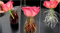راز پرورش گل رز از شاخه با ابزار ساده: لیوان و آب