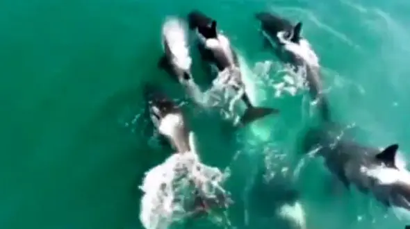 لحظه نادر حمله چند نهنگ قاتل به یک وال + فیلم