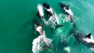 لحظه نادر حمله چند نهنگ قاتل به یک وال + فیلم