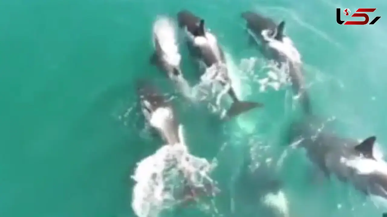 لحظه نادر حمله چند نهنگ قاتل به یک وال + فیلم