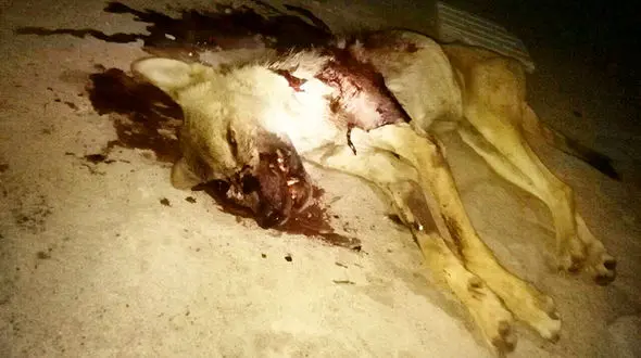 دریده شدن 4 مرد توسط گرگ های گرسنه در سلماس + جزییات