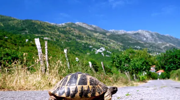 ببینید / نماهنگ بی کلام و آرامش بخش با تصاویر زیبا از حیوانات + فیلم 