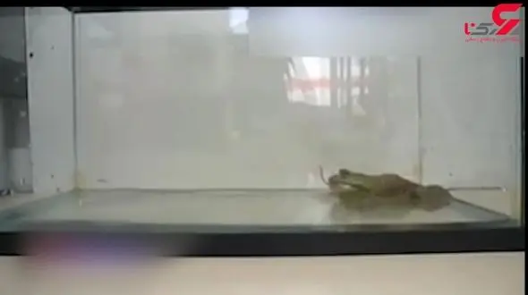 لحظه بلعیده شدن موش توسط قورباغه گوشت‌خوار + فیلم