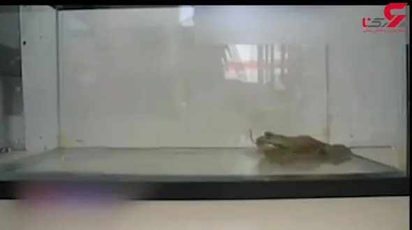 لحظه بلعیده شدن موش توسط قورباغه گوشت‌خوار + فیلم