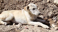 مرگ دردناک جوان شاهرودی در نجات یک سگ / جسد جوان فداکار در استخر پیدا شد