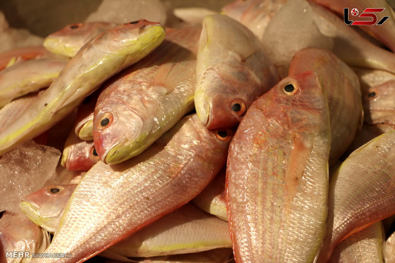 قیمت جدید انواع ماهی در بازار