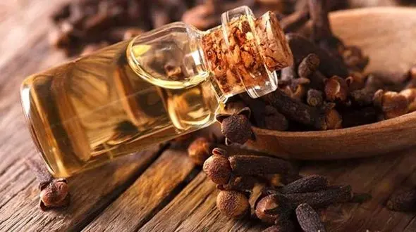 تاثیر این روغن گیاهی از مورفین بیشتر است