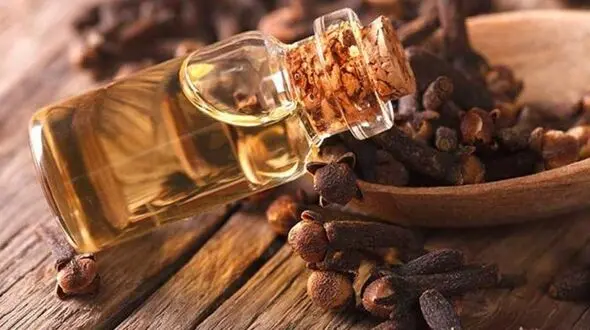 تاثیر این روغن گیاهی از مورفین بیشتر است