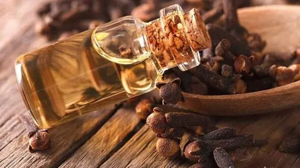 تاثیر این روغن گیاهی از مورفین بیشتر است