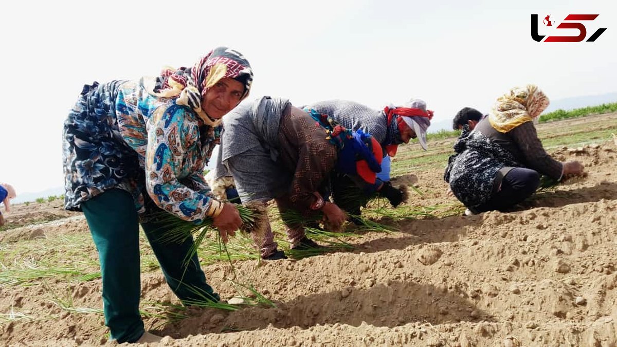 آغاز کشت نشایی پیاز در شهرستان جوین خراسان رضوی