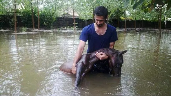 تلخ ترین عکس از مرگ یک اسب درسیل ویرانگر گیلان! 