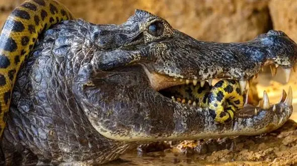 ببینید / مبارزه نفسگیر و تن‌به‌تن یک مار با تمساح درنده
