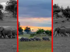 فیلم عبور فیل ها در دل طبیعت بکر