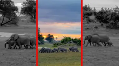 فیلم عبور فیل ها در دل طبیعت بکر