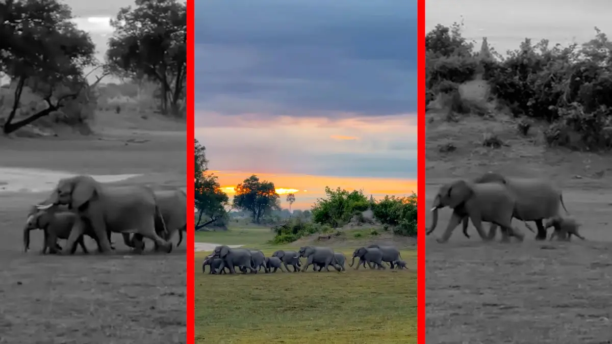 فیلم عبور فیل ها در دل طبیعت بکر