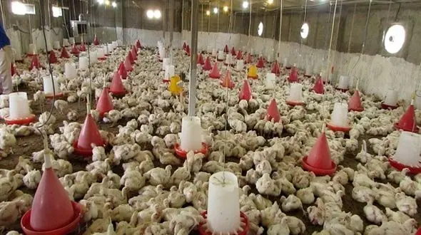 تولید ۷۵۰۰ تن مرغ در لرستان تا پایان مردادماه