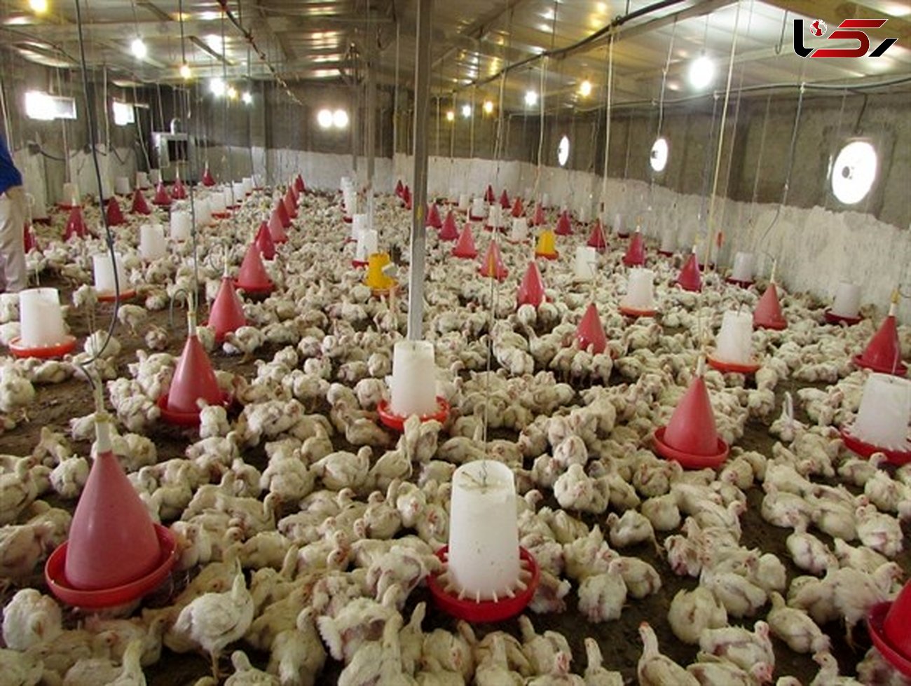 تولید ۷۵۰۰ تن مرغ در لرستان تا پایان مردادماه