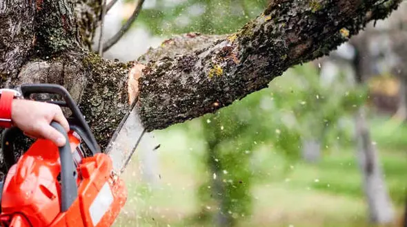 قطع نامرئی شاخه‌ درختان+ فیلم