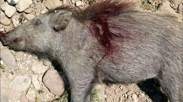 به این رستوران هرگز نروید / اینجا جوجه تیغی پخت می کردند + عکس