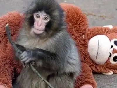 فیلم / بچه میمونی که با عروسکش در جهان معروف شد / دل همه برای این بچه میمون سوخت 