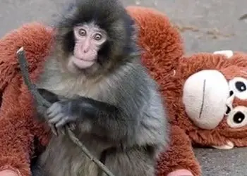 فیلم / بچه میمونی که با عروسکش در جهان معروف شد / دل همه برای این بچه میمون سوخت 