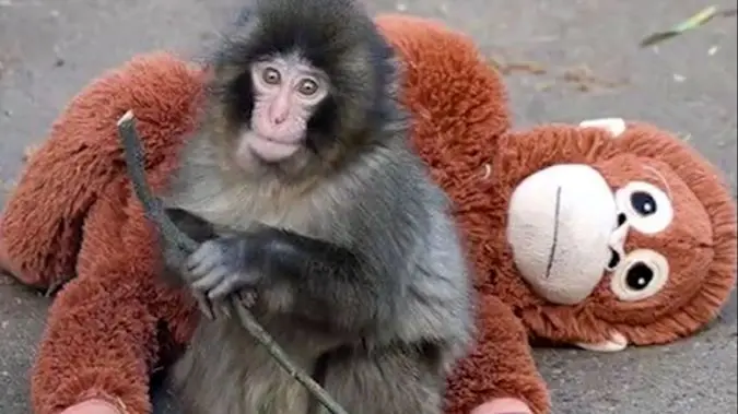 بچه میمونی که با عروسکش در جهان معروف شد / دل همه برای این بچه میمون سوخت