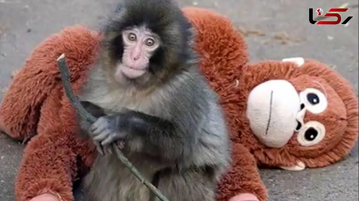 فیلم / بچه میمونی که با عروسکش در جهان معروف شد / دل همه برای این بچه میمون سوخت 