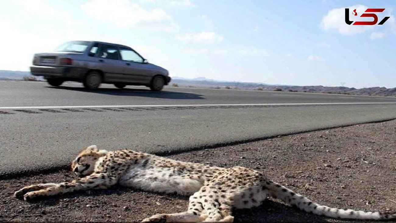 اولین عکس از توله یوز زیبای ایرانی که کشته شد ! / شوک در جاده  سمنان ! + صوت
