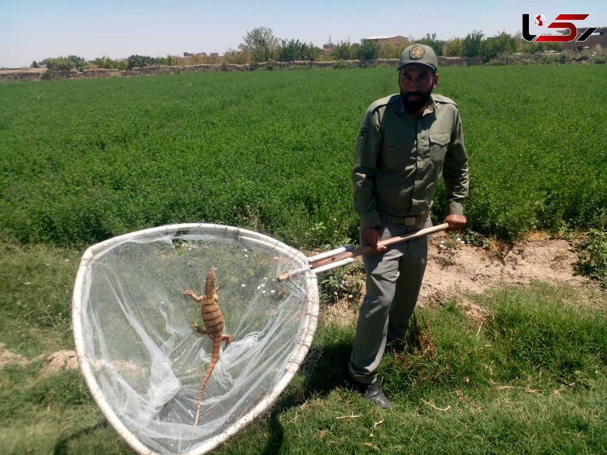 زنده گیری و رهاسازی وارانوس در کهک 